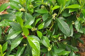Bahama Coffee 3G [Psychotria ligustrifolia]